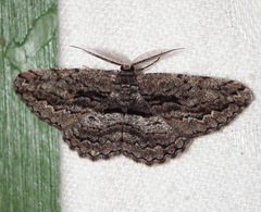 Scioglyptis canescaria