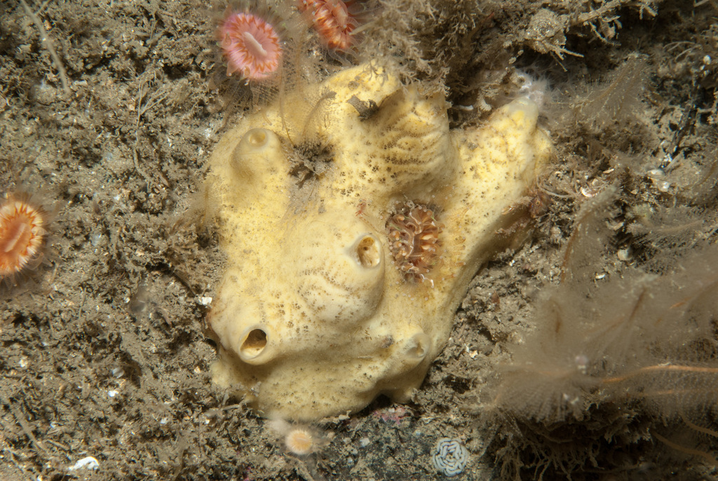 encrusting yellow sponge