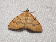 Chrysolarentia correlata