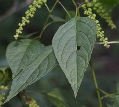 Deeringia amaranthoides