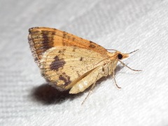 Chrysolarentia correlata