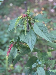 Deeringia amaranthoides