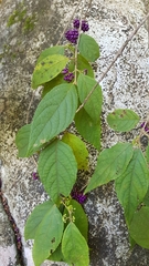 Callicarpa pedunculata