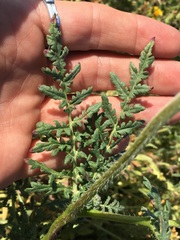 Phacelia tanacetifolia