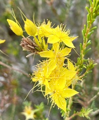 Calytrix flavescens