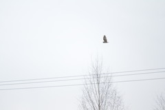 Asio flammeus flammeus