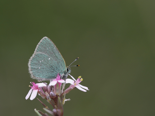 Callophrys mystaphia
