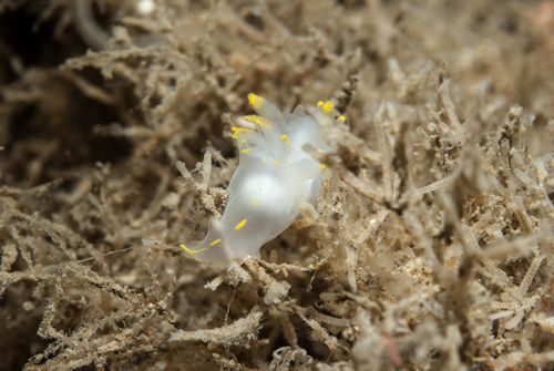 Polycera faeroensis