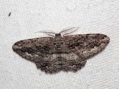 Scioglyptis canescaria