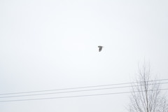 Asio flammeus flammeus