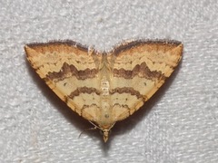 Chrysolarentia correlata