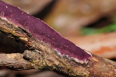 Ceriporia purpurea