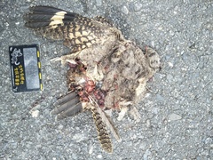 Caprimulgus affinis stictomus