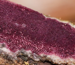 Ceriporia purpurea