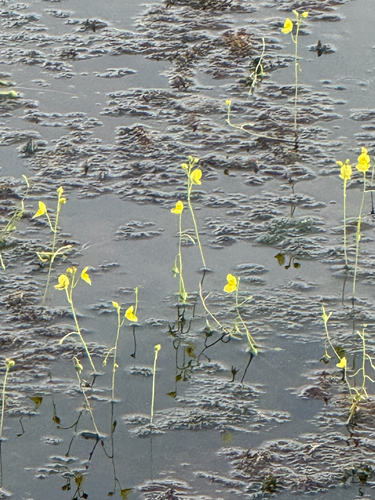Golden Bladderwort
