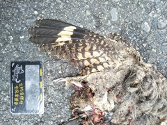 Caprimulgus affinis stictomus