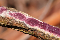 Ceriporia purpurea