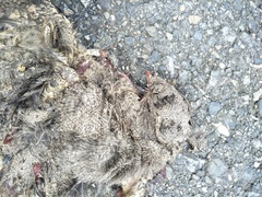 Caprimulgus affinis stictomus