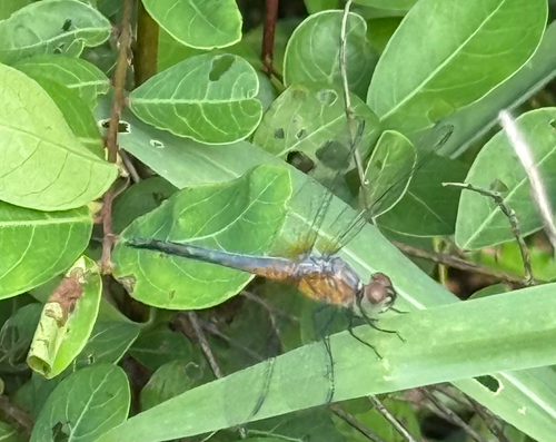 Oriental Blue Dasher