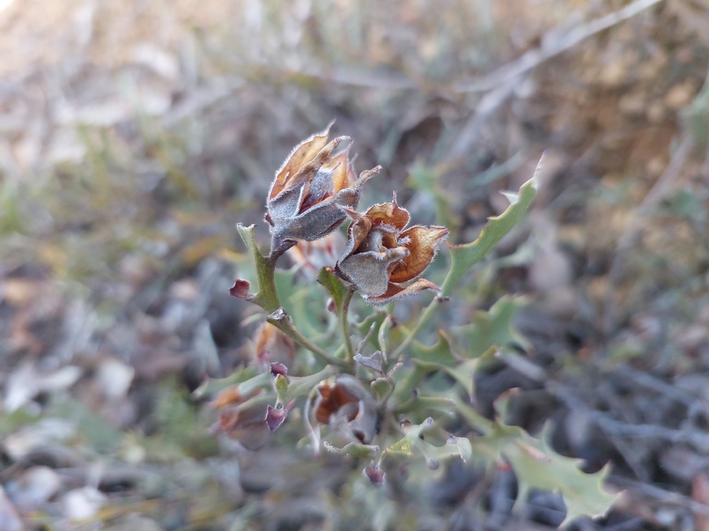 Jacksonia velveta