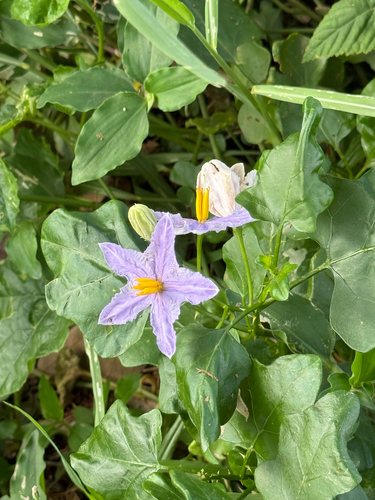 Solanum trilobatum