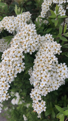 Spiraea cinerea