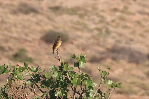 Western Bowerbird (Chlamydera guttata)