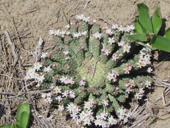 Euphorbia inermis