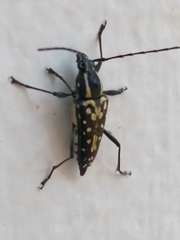 Neopoeciloderma lepturoides