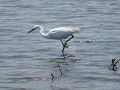 Egretta garzetta