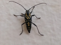 Neopoeciloderma lepturoides