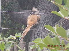 Colius striatus striatus