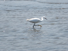 Egretta garzetta