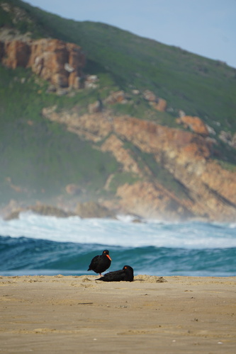 iNaturalist image