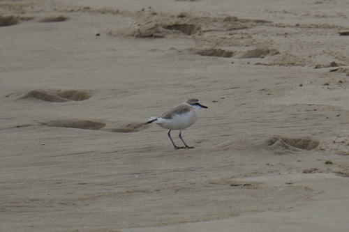 iNaturalist image