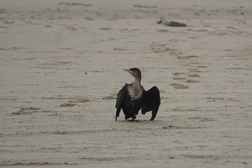 iNaturalist image