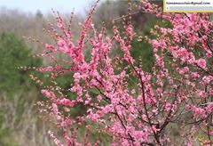 Prunus triloba
