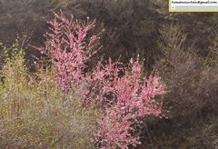 Prunus triloba