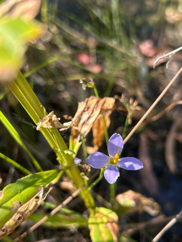 Exacum tetragonum observed 2026-07-19