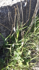 Brephulopsis bidens