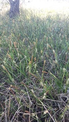 Carex flacca serrulata