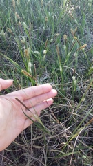 Carex flacca serrulata