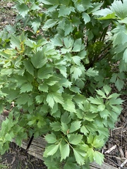 Levisticum officinale