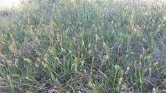 Carex flacca serrulata