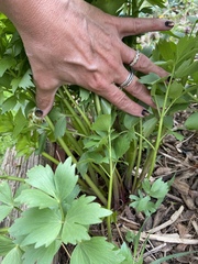 Levisticum officinale