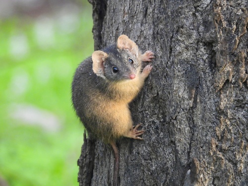 Southeastern Yellow-footed Antechinus