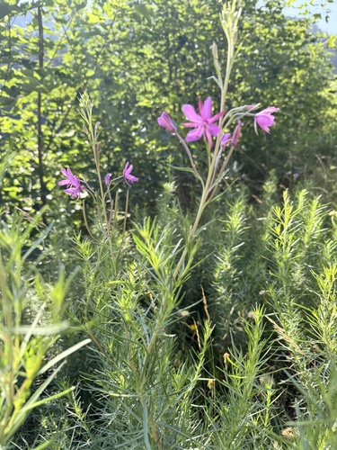 Rosemary-leaved Willowherb