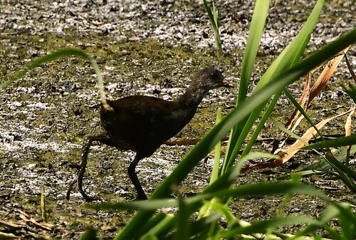 iNaturalist image