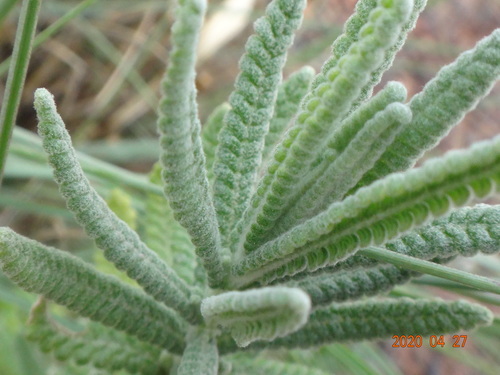 French lavender