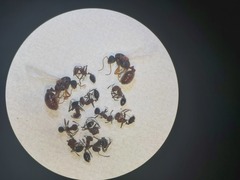 Monomorium salomonis